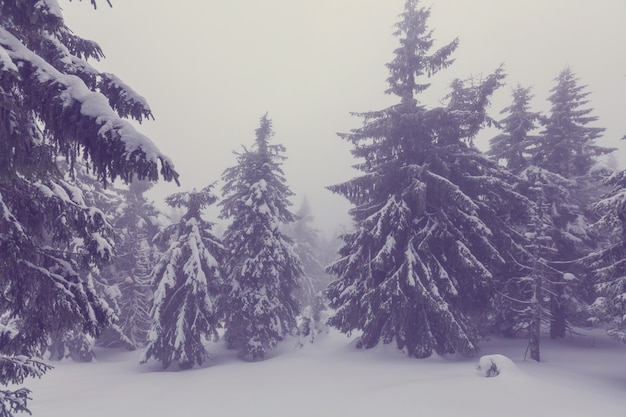 Winterszenenwald mit Schnee bedeckt, getönt wie Instagram-Filter