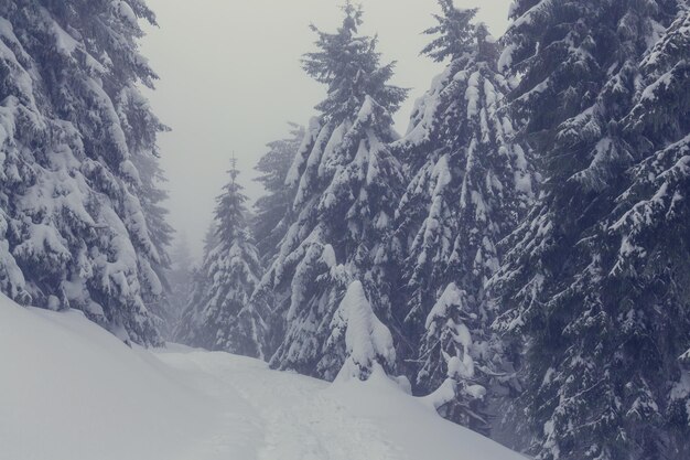 Winterszenenwald mit Schnee bedeckt, getönt wie Instagram-Filter