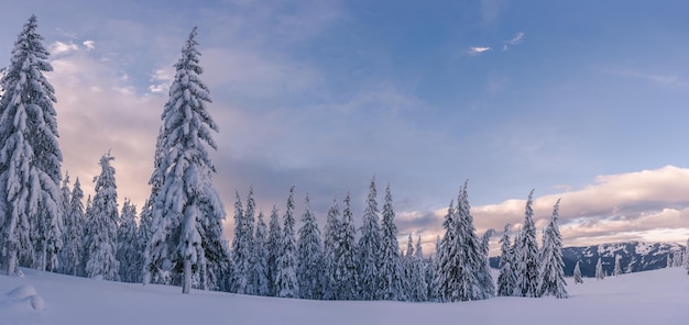 Foto wintertag im wald, alle bäume mit weißem schnee bedeckt, weihnachtslandschaft. schönes frostholz