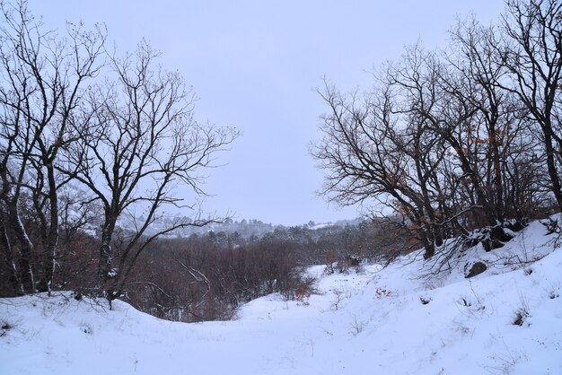 Wintertag in einem verschneiten Wald