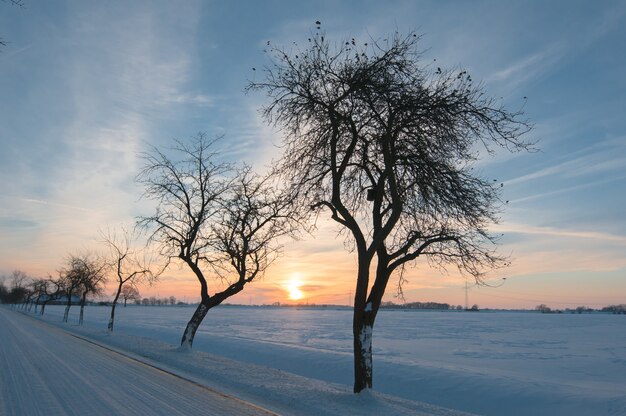 Wintertag mit Schnee und Bäumen auf Sonnenuntergang