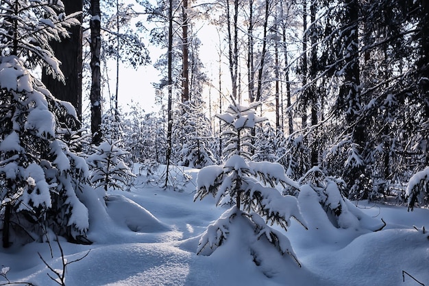 Wintertannen in der Waldlandschaft mit Schnee bedeckt im Dezember