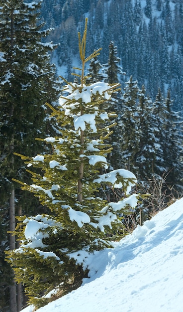 Wintertannenwald am Berghang, Österreich.