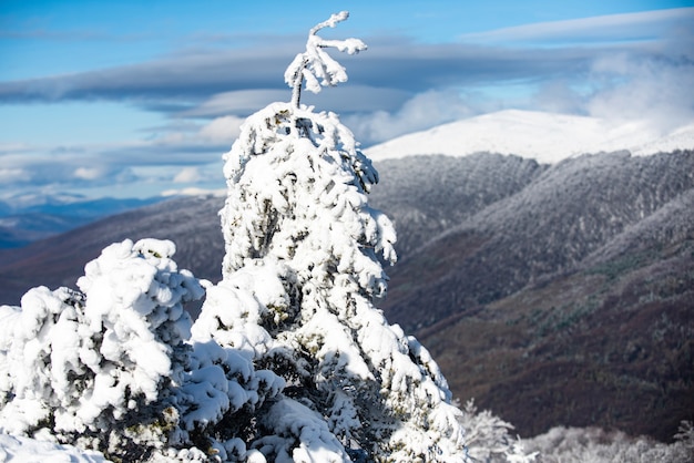 Winterurlaub und Reisen. Winterweihnachtswald mit fallendem Schnee und Bäumen. Weihnachtsgrußkarte.