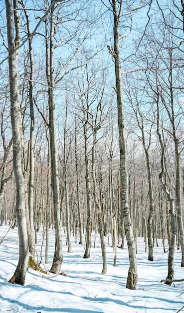 Winterverschneiter Wald im Fatra-Gebirge, Gipfel Klak, Slowakei. Bäume sehen aus wie in Japan