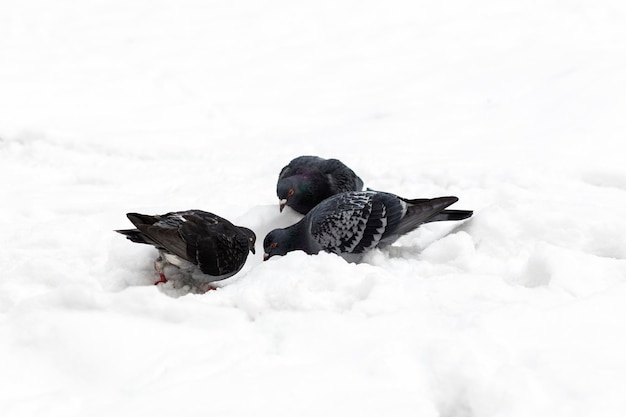 Wintervögel Tauben suchen Nahrung im Schnee Hungrige Vögel im Winter Vogelfütterungskonzept