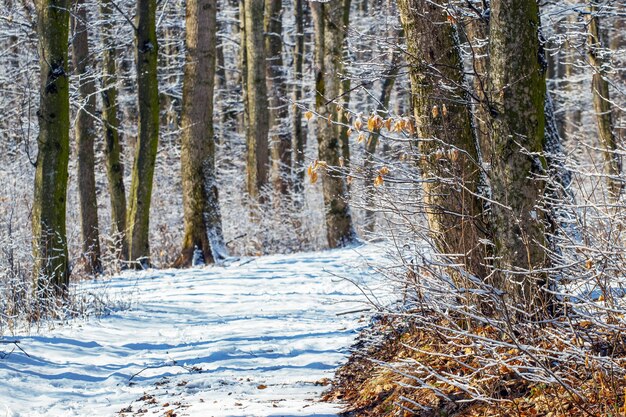 Winterwald an einem sonnigen Tag mit Schatten von den Bäumen auf einer verschneiten Straße