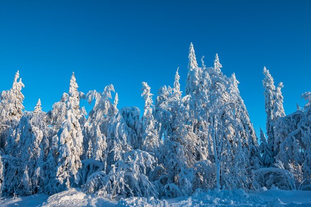 Winterwald an sonnigen Tagen mit Schnee bedeckt