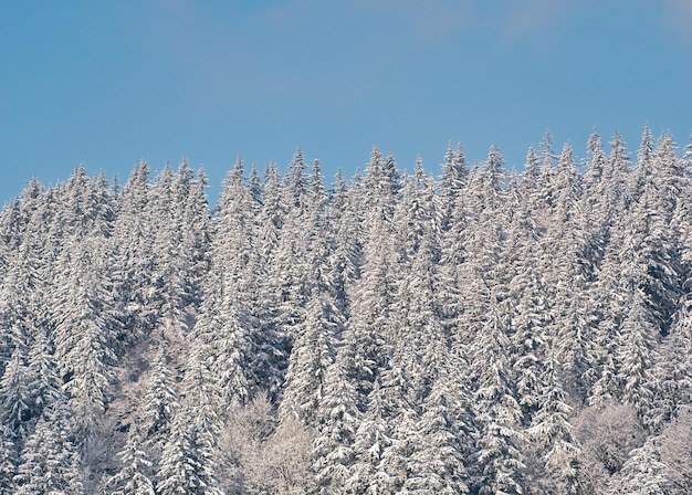 Winterwald auf blauen Himmelshintergrundbäumen im Schnee an einem hellen, sonnigen Tag