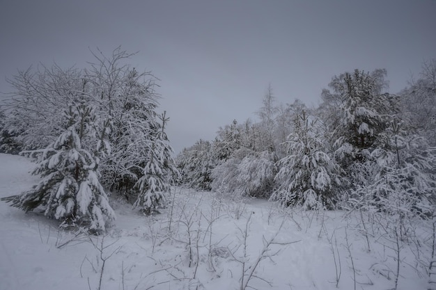 Winterwald, Bäume im Schnee, Naturfotos, frostiger Morgen