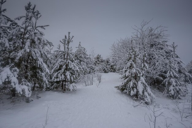 Winterwald, Bäume im Schnee, Naturfotos, frostiger Morgen