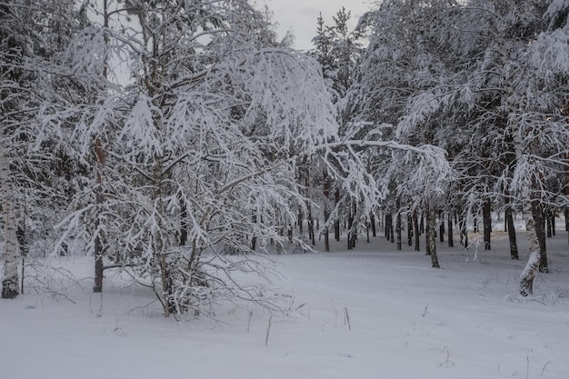 Winterwald, Bäume im Schnee, Naturfotos, frostiger Morgen