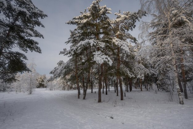 Winterwald, Bäume im Schnee, Naturfotos, frostiger Morgen