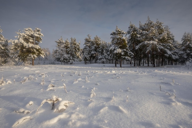 Winterwald, Bäume im Schnee, Naturfotos, frostiger Morgen