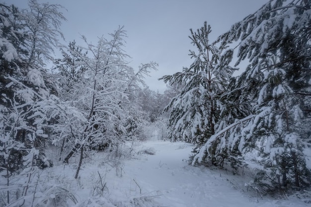 Winterwald, Bäume im Schnee, Naturfotos, frostiger Morgen