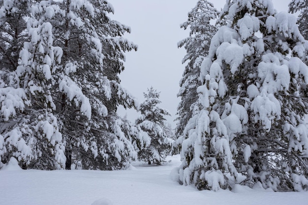 Winterwald, Bäume im Schnee, schöne verschneite Aussicht