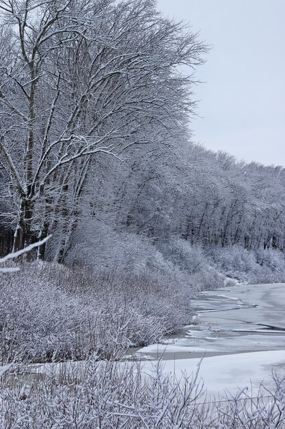 Winterwald bedeckt mit Schnee