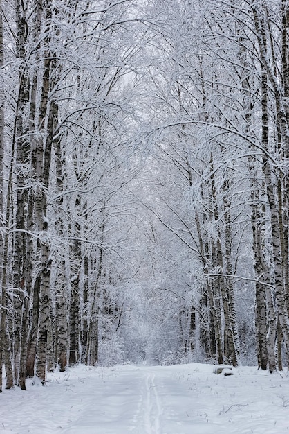 Winterwald bedeckt mit Schnee