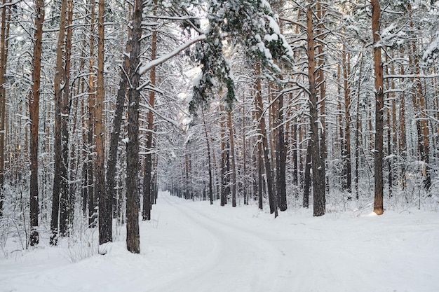 Winterwald bei Schneewetter