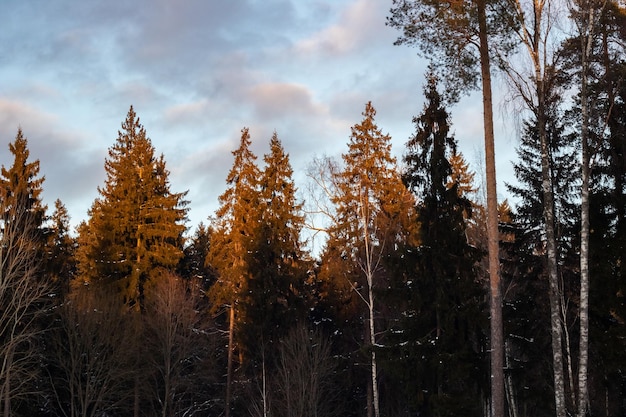 Winterwald bei Sonnenuntergang und rosa Wolken horizontales Foto