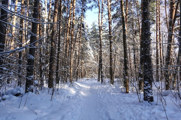 Winterwald Der Weg führt durch den schneebedeckten Wald Russlands