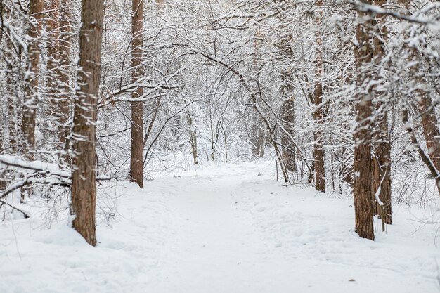 Winterwald. Frostige Landschaft mit schneebedeckten Bäumen