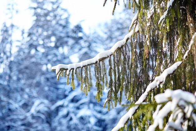 Winterwald, grüner Fichtenzweig bedeckt mit Schnee, Tanne