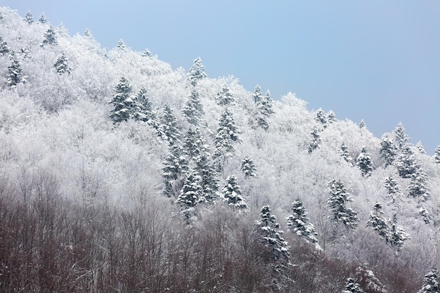 Winterwald im Schnee auf dem Berg Ukraine Karpaten Transkarpatien