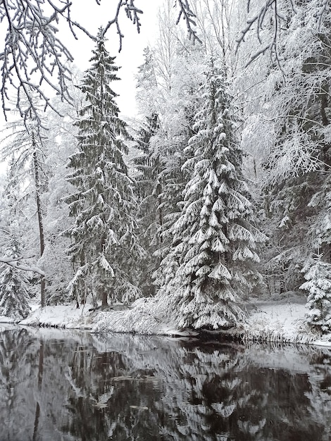 Winterwald im Schnee. Hohe Fichten, Schneefall, frostiger Winter.