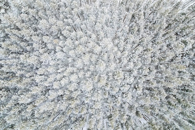 Winterwald im Schnee Kiefer und Tanne Draufsicht Hintergrund Einsamkeit und Einsamkeit norwegischer Wald sibirische Taiga