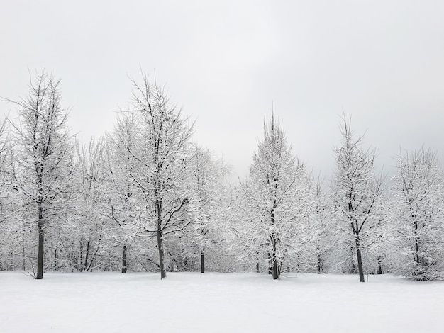 Winterwald im Schnee und im grauen Himmel