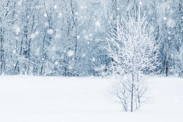 Winterwald im Schnee