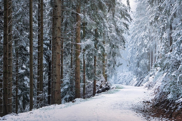 Winterwald im Schnee