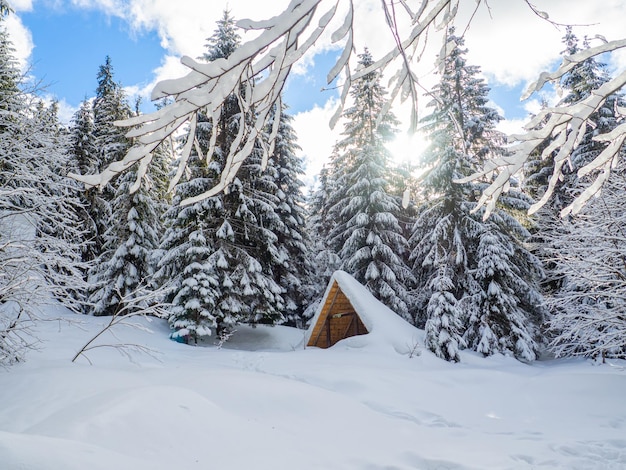 Winterwald in den Karpaten