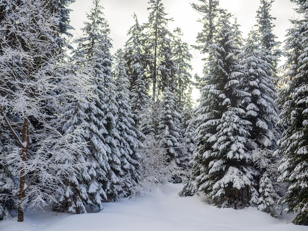 Winterwald in den Karpaten