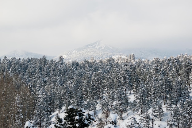 Winterwald in der Nähe von Evergreen, Colorado.