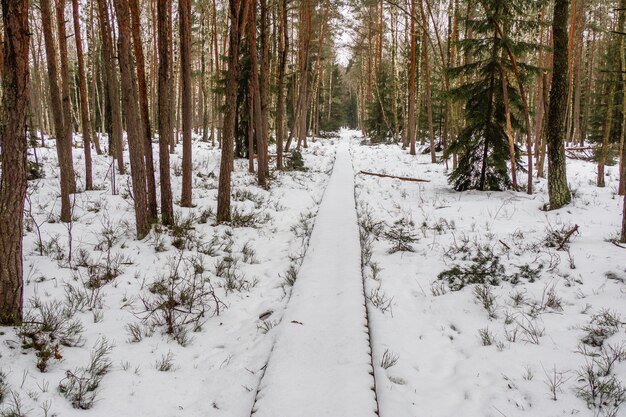 Winterwald in Litauen mit schneebedecktem Promenadenweg.