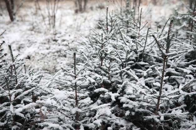 Winterwald. Landschaft des Winterwaldes an einem sonnigen Tag. Verschneite Bäume und Weihnachtsbäume im Wald. Zweige unter dem Schnee. Schlechtes Schneewetter kalter Tag.