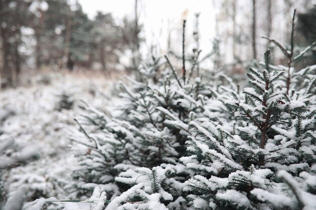 Winterwald. Landschaft des Winterwaldes an einem sonnigen Tag. Verschneite Bäume und Weihnachtsbäume im Wald. Zweige unter dem Schnee. Schlechtes Schneewetter kalter Tag.