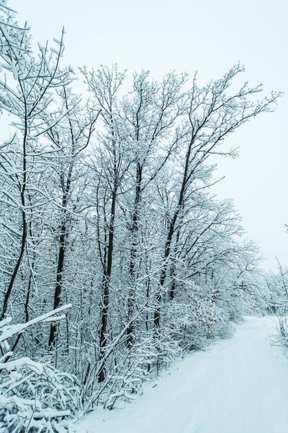 Winterwald mit Bäumen bedeckte Schnee. Verschneite Straße. Winterreisekonzept.