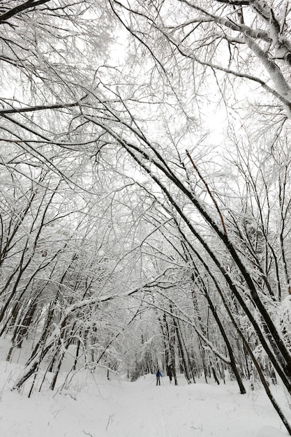 Winterwald mit Bäumen mit weißem Schnee