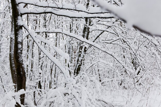 Winterwald mit Bäumen ohne Laub