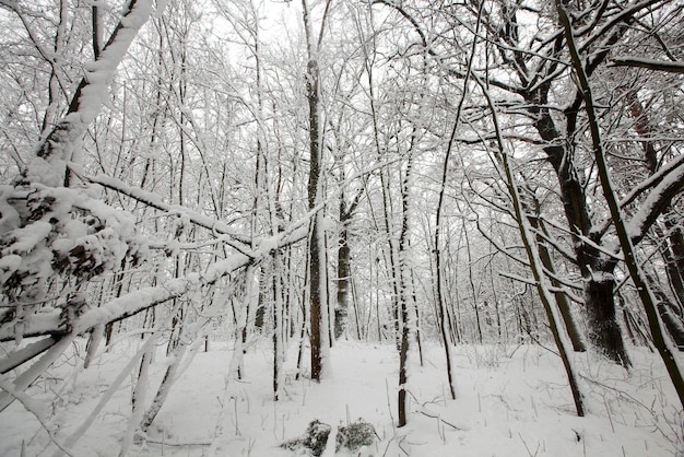 Winterwald mit Bäumen ohne Laub