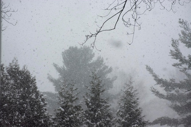 Winterwald mit fallendem Schnee Verschneite Kiefern während des Schneesturms