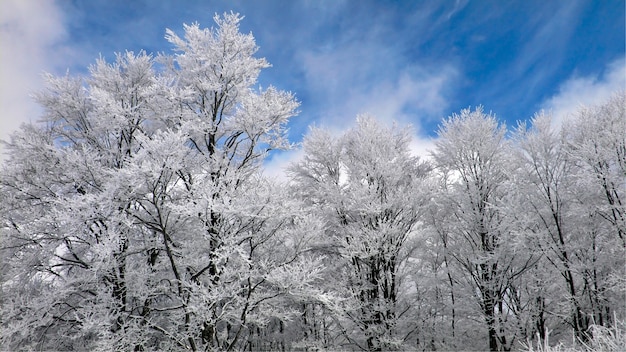 Winterwald mit gefrosteten Ästen über blauem Himmel
