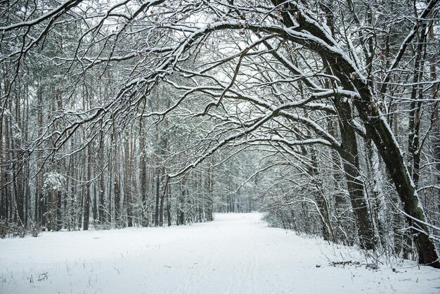 Winterwald mit Pfad und Bäumen, die mit schneebedecktem natürlichen saisonalen Hintergrund im Freien bedeckt sind