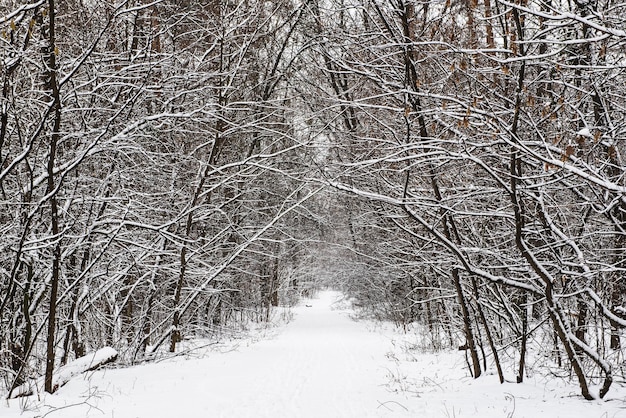 Winterwald mit Pfad und Bäumen, die mit schneebedecktem natürlichen saisonalen Hintergrund im Freien bedeckt sind