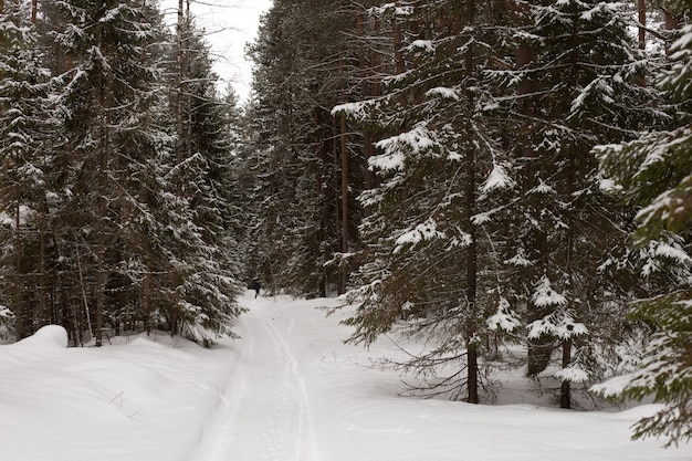 Winterwald mit Schnee