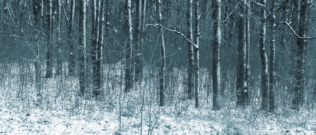 Winterwald mit schneebedeckten Bäumen an einem bewölkten Tag