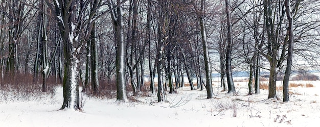 Winterwald mit schneebedeckten Bäumen nach einem Blizzard